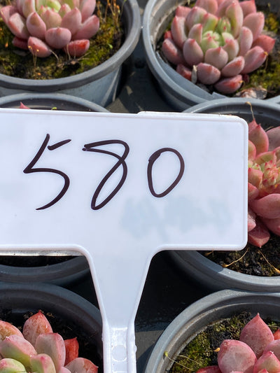 TH580     多肉植物     （35株）セット