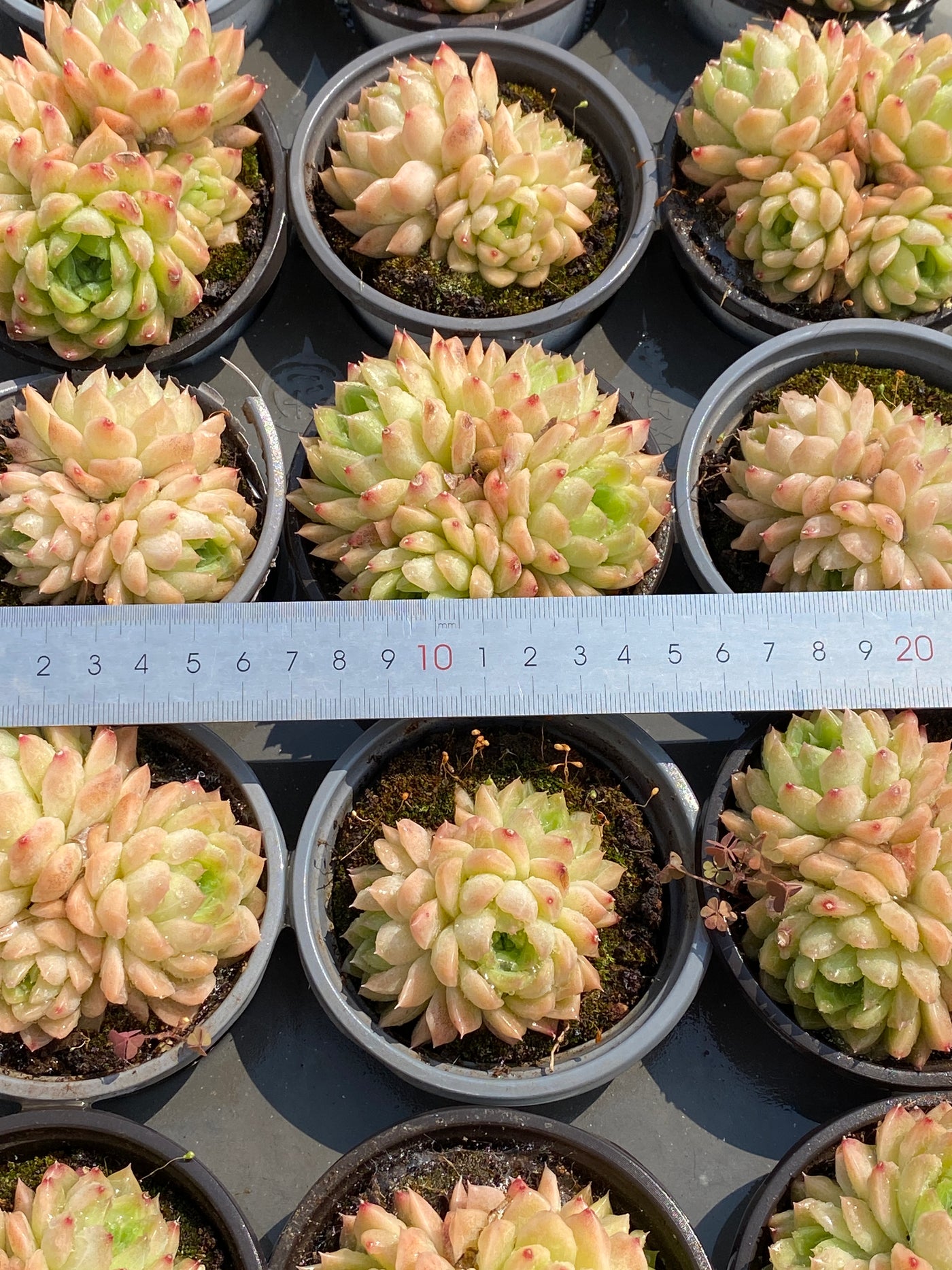 TH582     多肉植物     （35株）セット