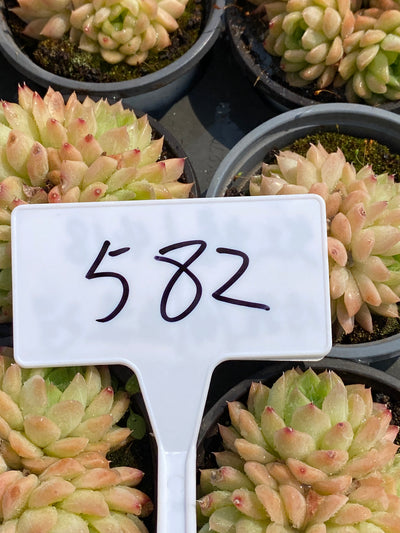 TH582     多肉植物     （35株）セット