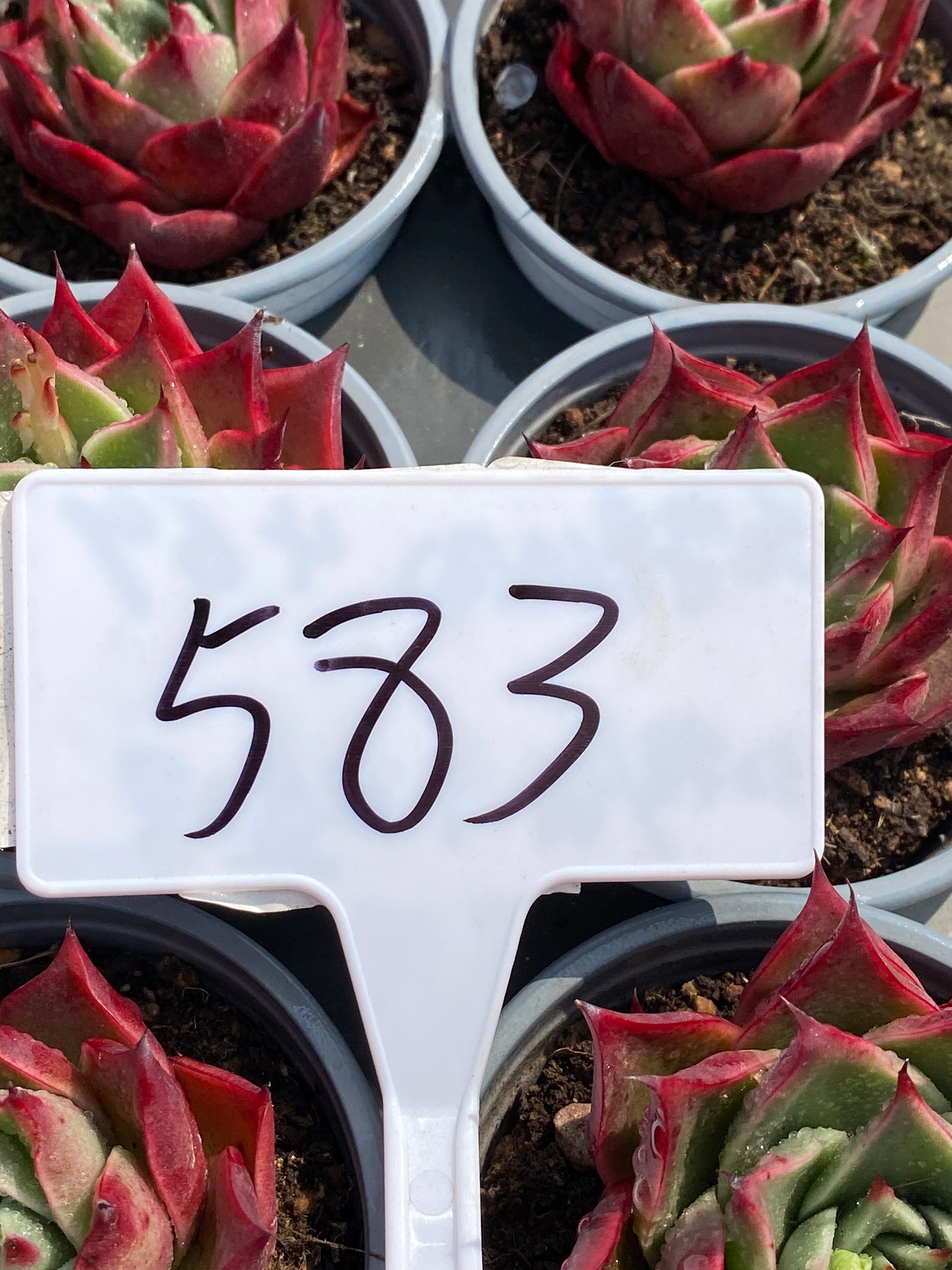 TH583     多肉植物     （30株）セット