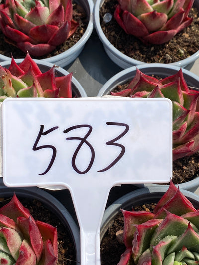 TH583     多肉植物     （30株）セット