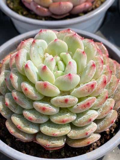 TH584     多肉植物     （24株）セット