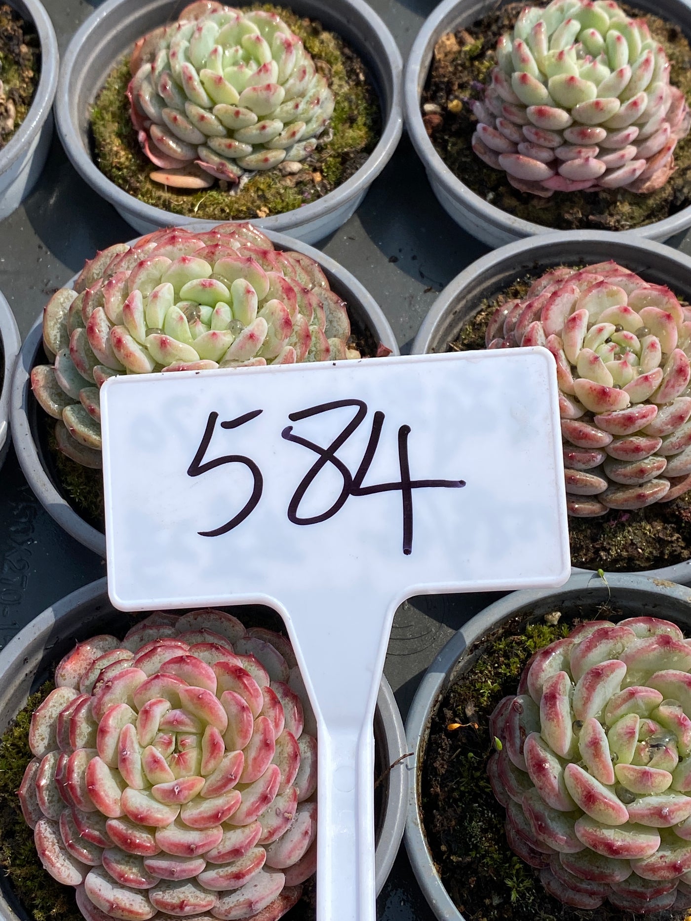 TH584     多肉植物     （24株）セット