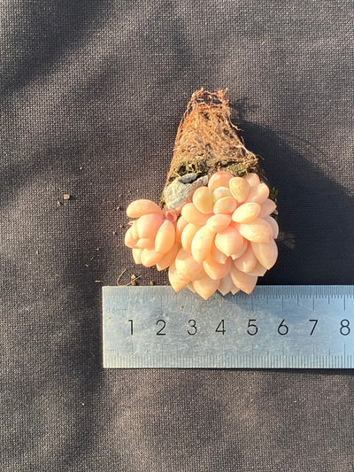 多肉植物 M90 105株セット 品番AB0058