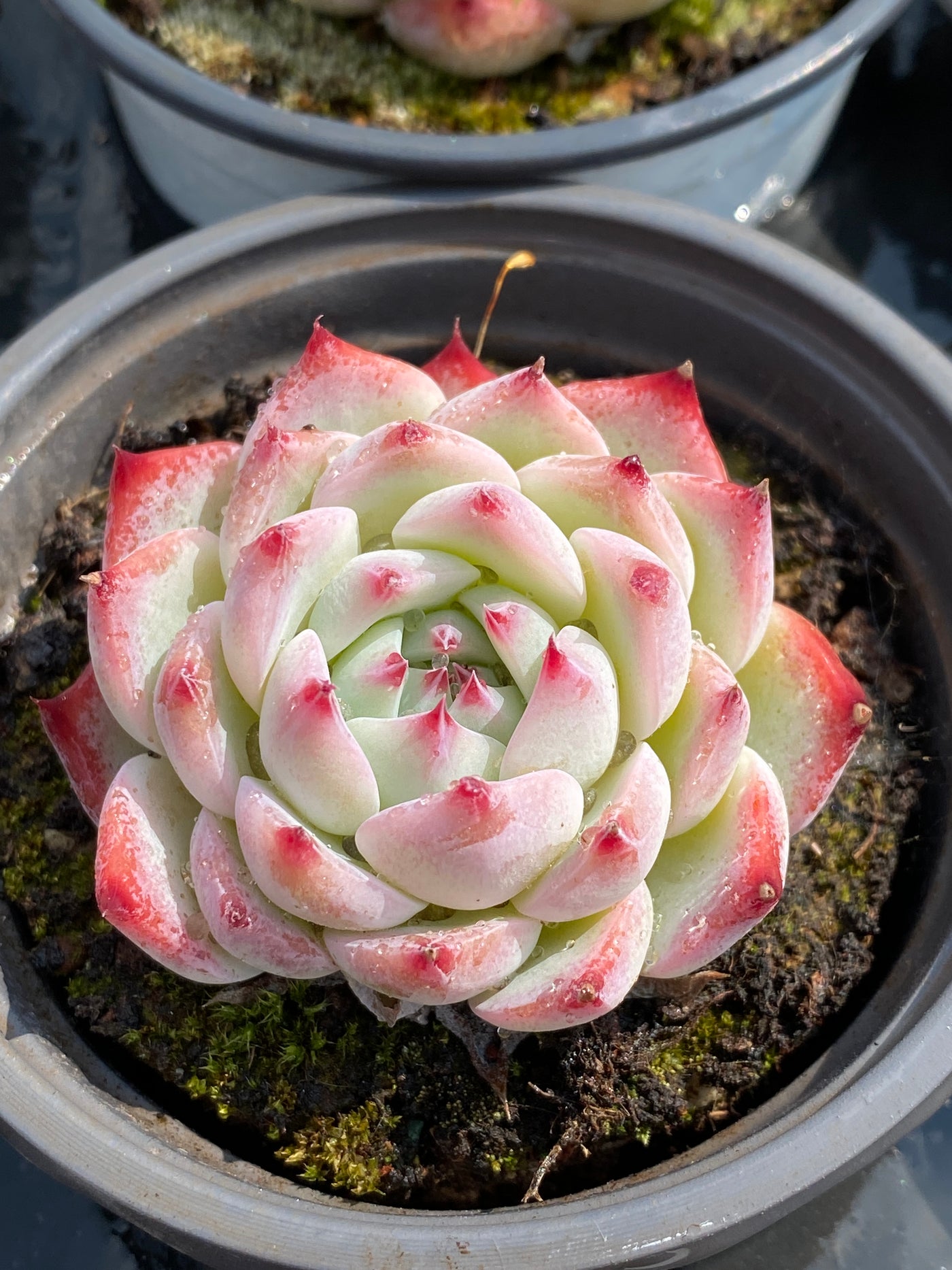 TH585     多肉植物     （35株）セット