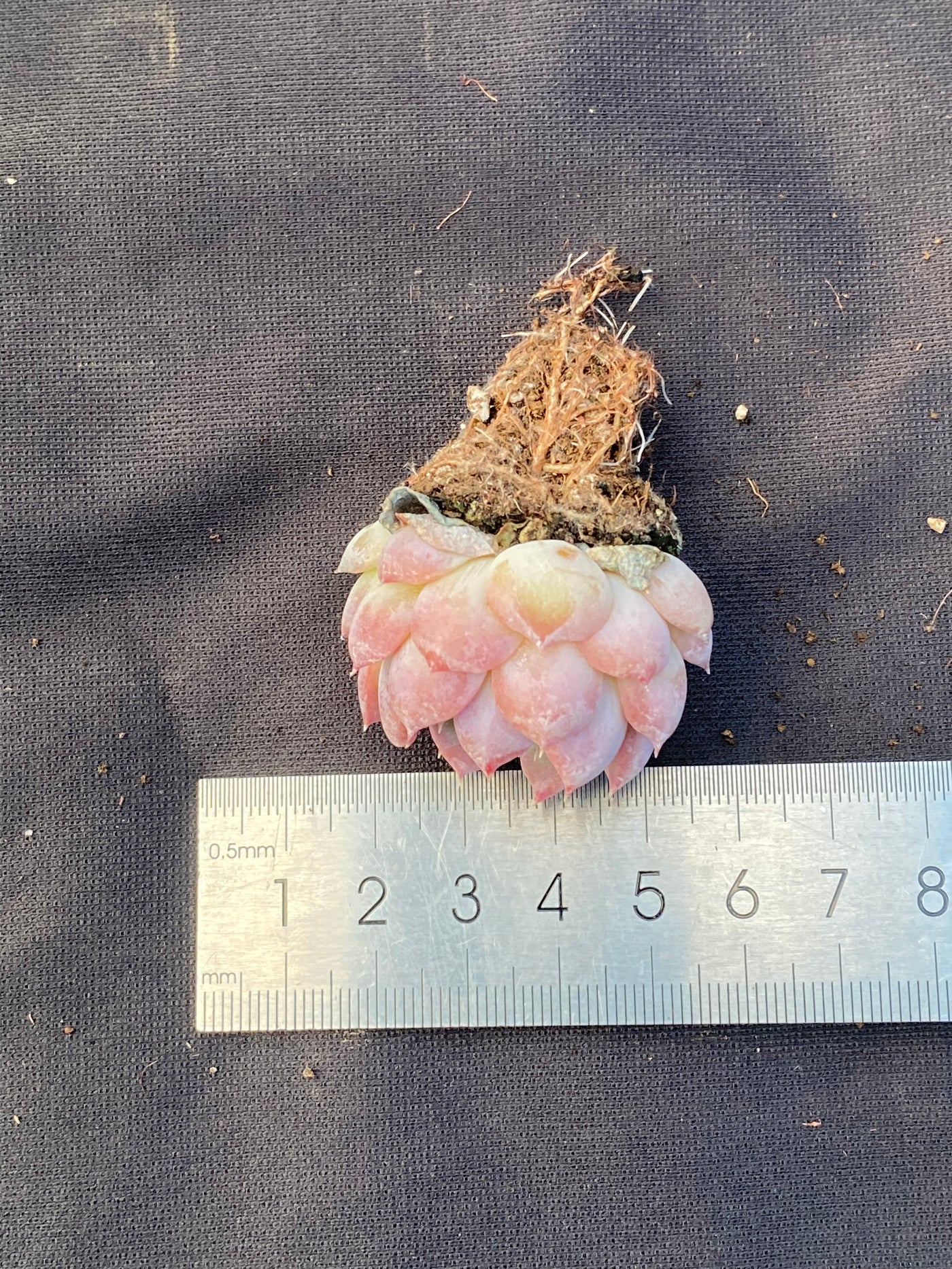 多肉植物 ヒョウヒョウ 105株セット 品番AB0059