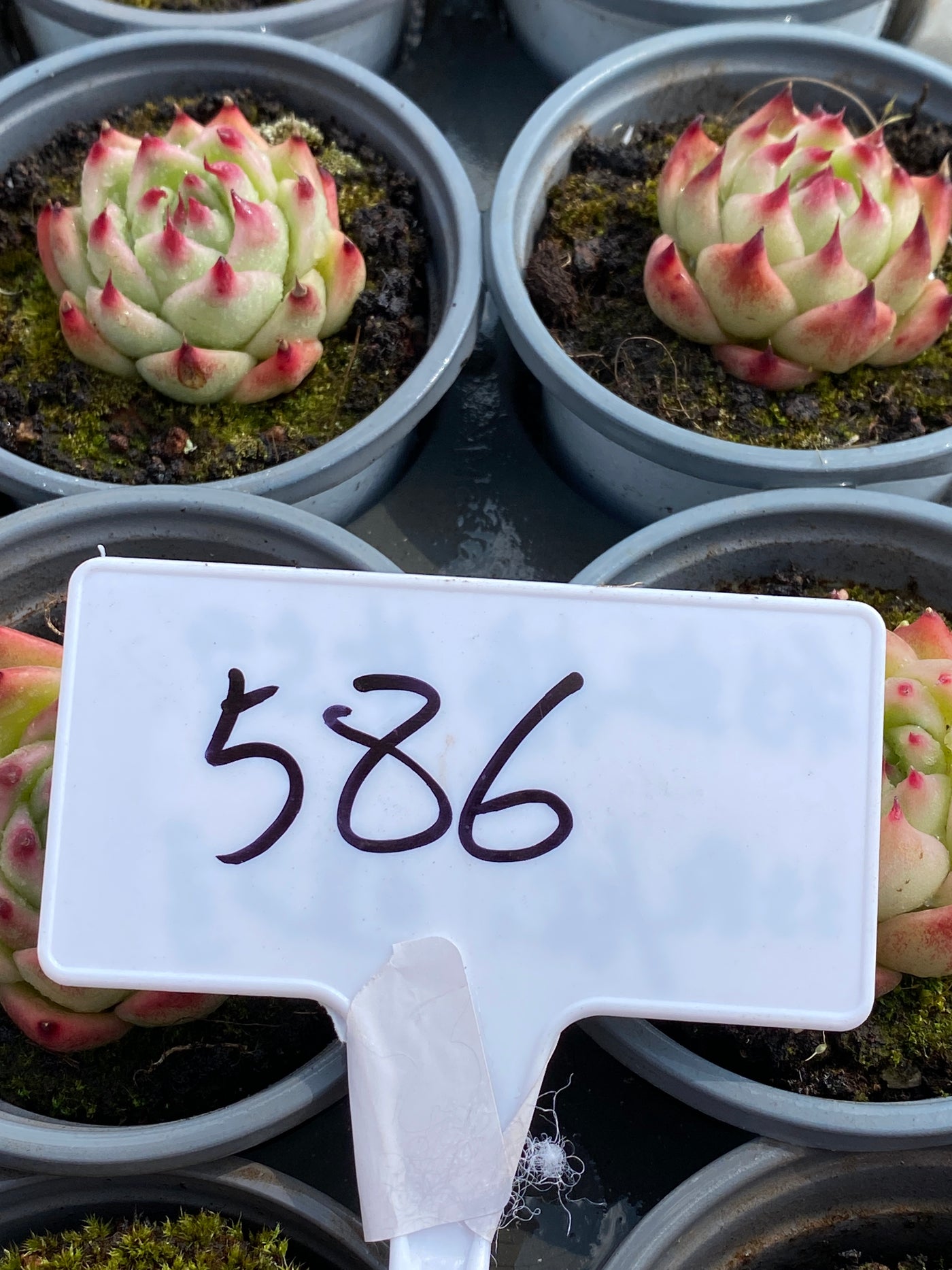 TH586     多肉植物     （35株）セット