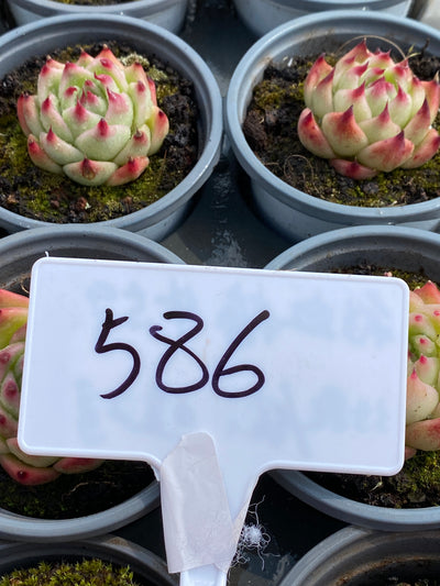 TH586     多肉植物     （35株）セット