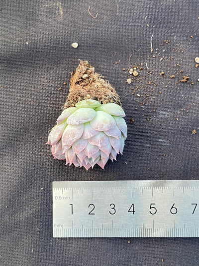 多肉植物 ポセイドン 105株セット 品番AB0060
