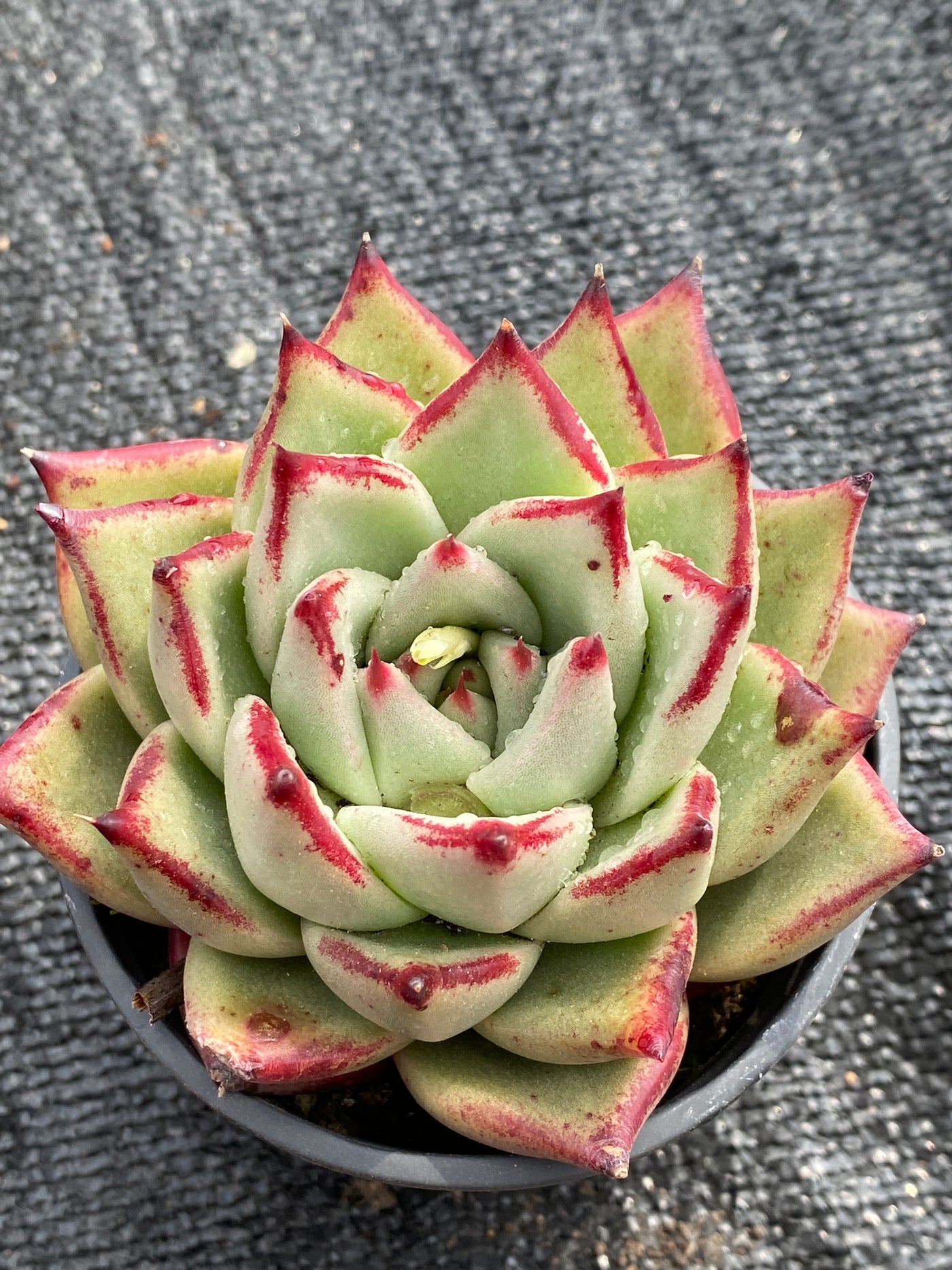 TH587     多肉植物     （32株）セット