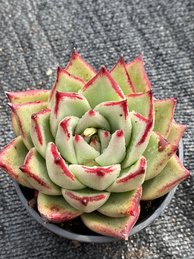 TH587     多肉植物     （32株）セット