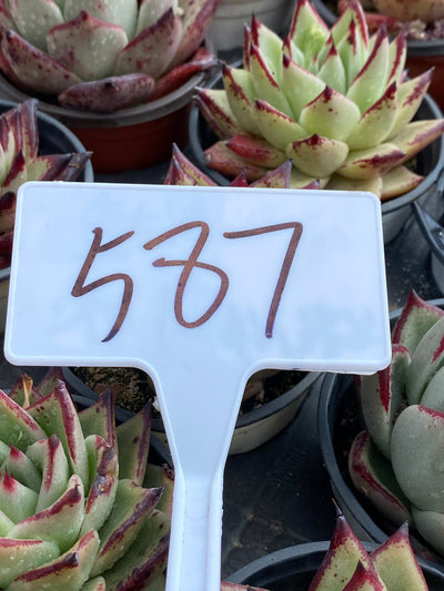 TH587     多肉植物     （32株）セット