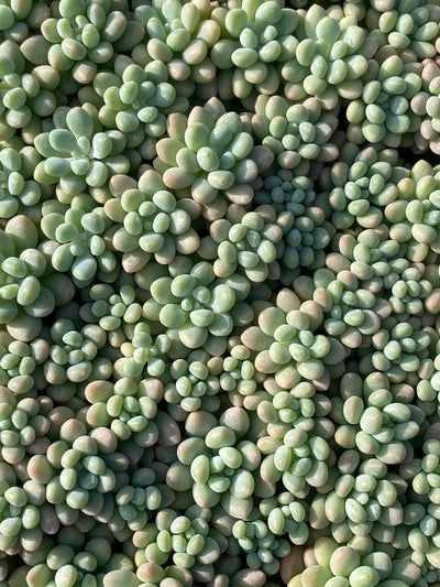 多肉植物 ロココ 105株セット 品番AB0061
