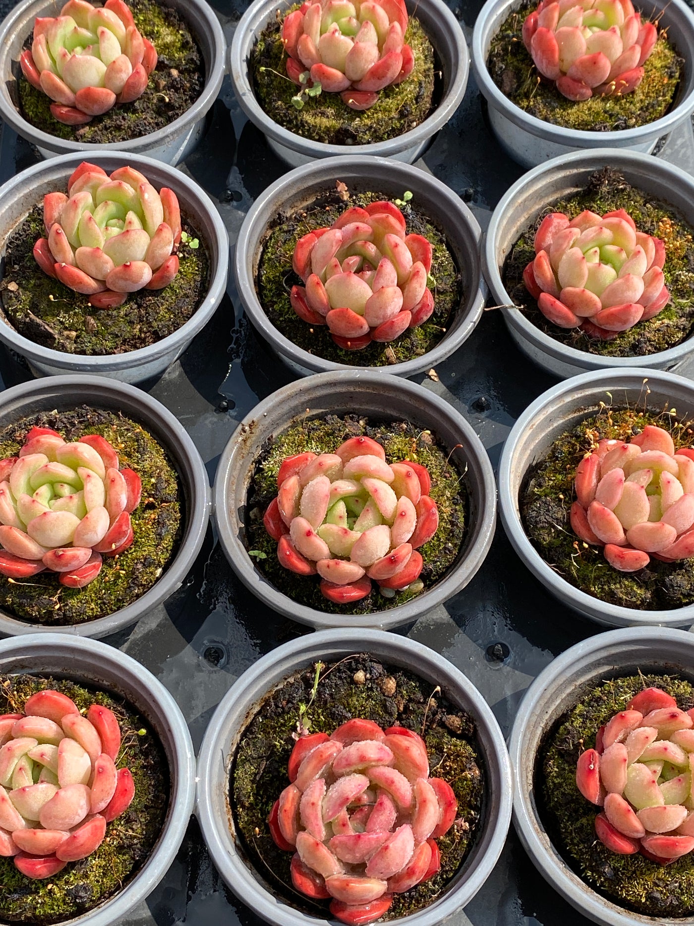 TH588     多肉植物     （48株）セット