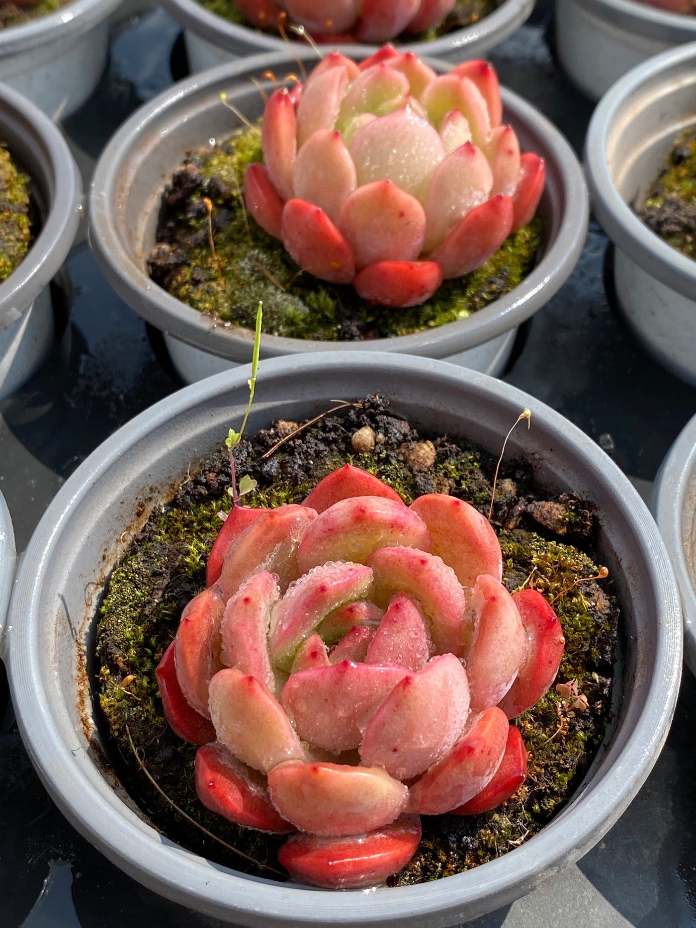 TH588     多肉植物     （48株）セット