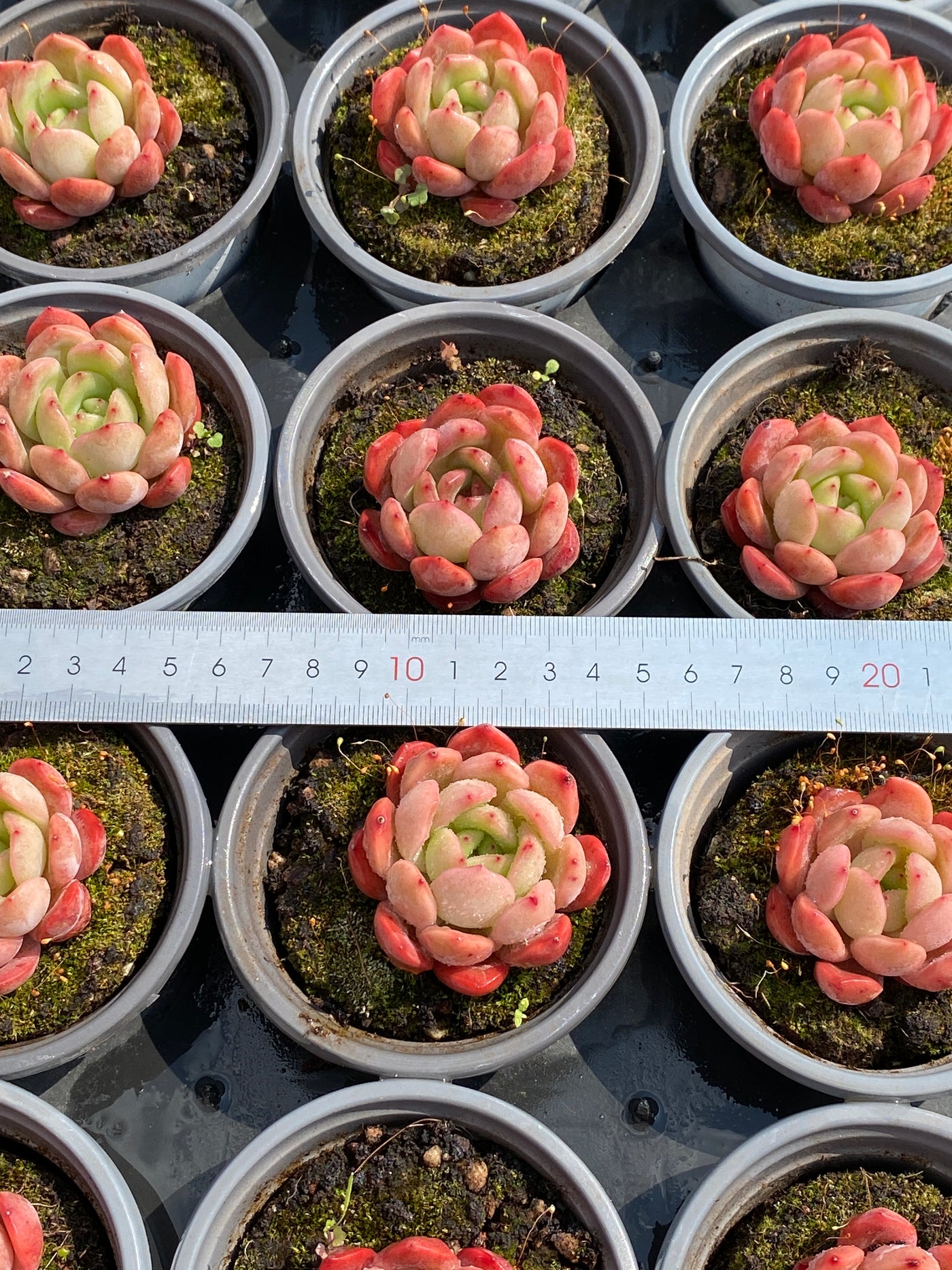 TH588     多肉植物     （48株）セット