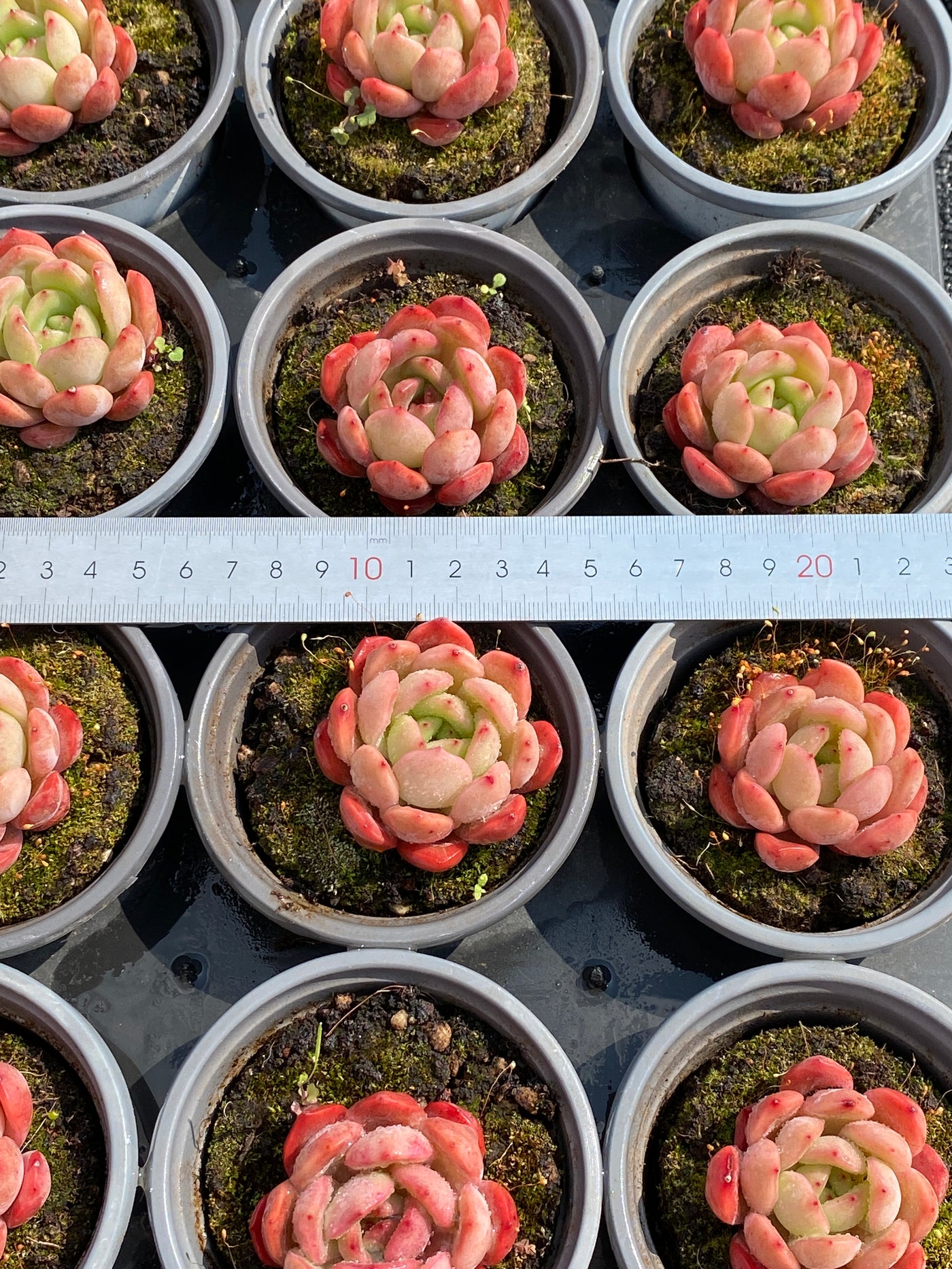 TH588     多肉植物     （48株）セット