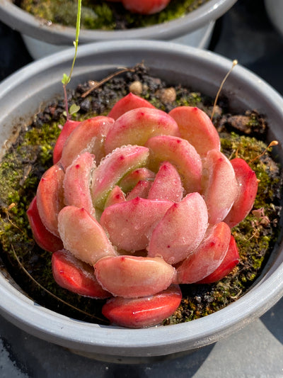 TH588     多肉植物     （48株）セット
