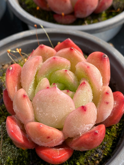 TH588     多肉植物     （48株）セット