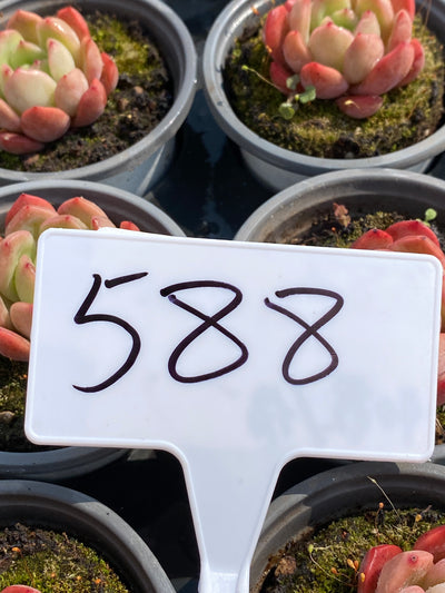 TH588     多肉植物     （48株）セット