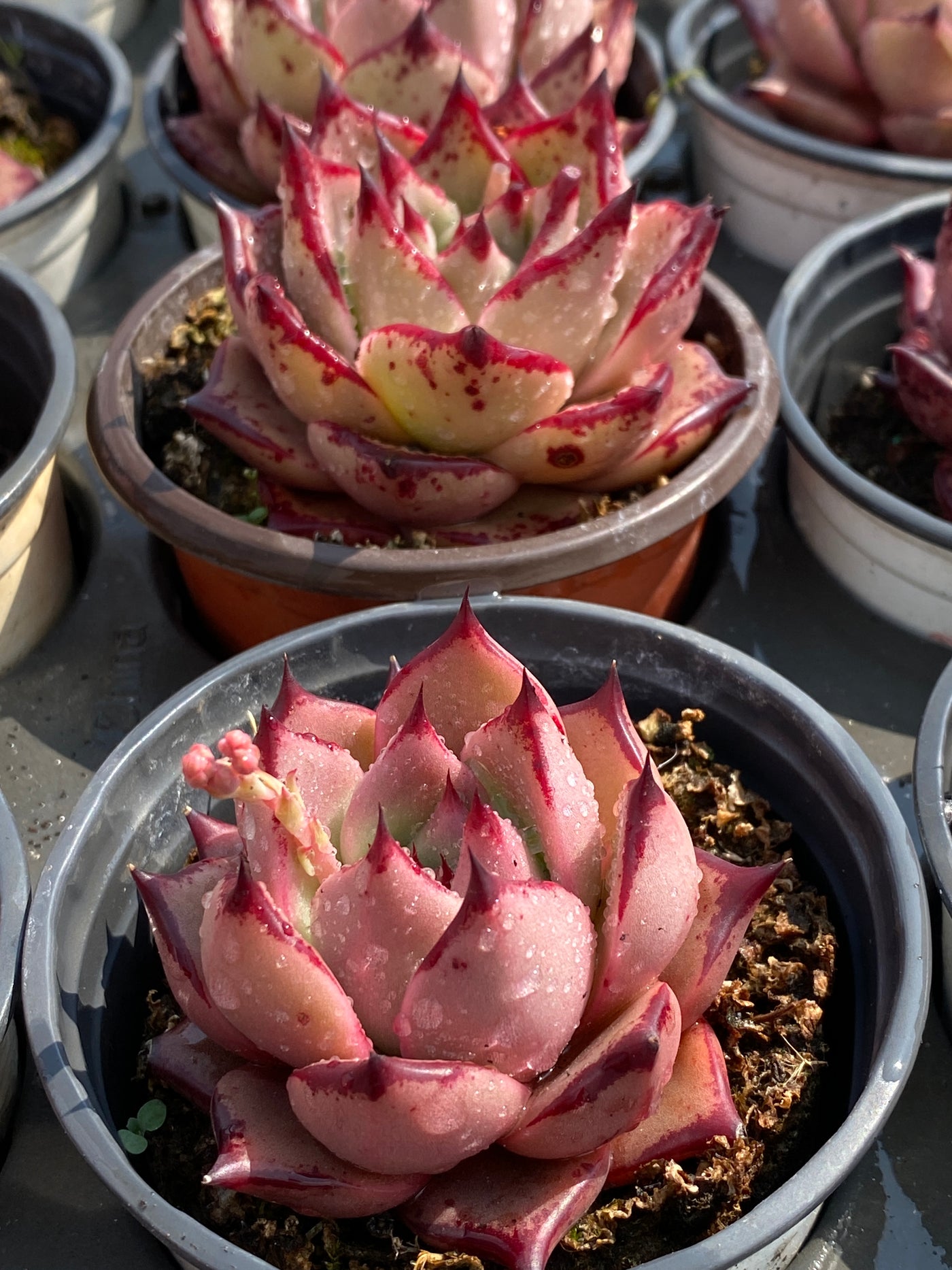 TH589     多肉植物     （40株）セット
