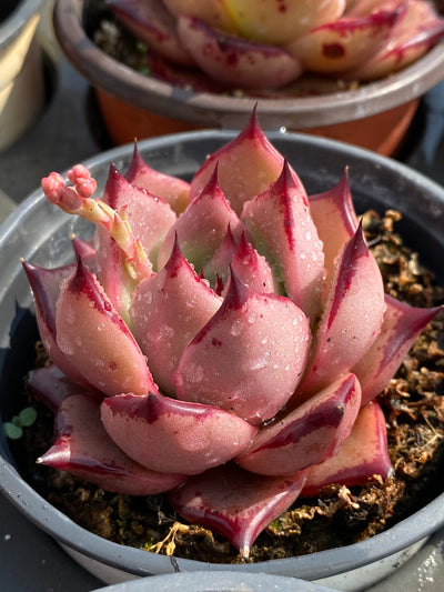 TH589     多肉植物     （40株）セット