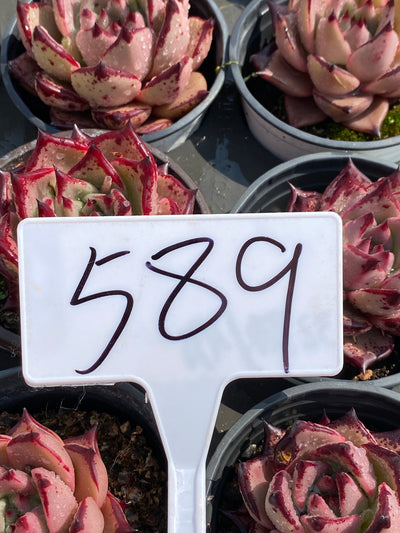 TH589     多肉植物     （40株）セット
