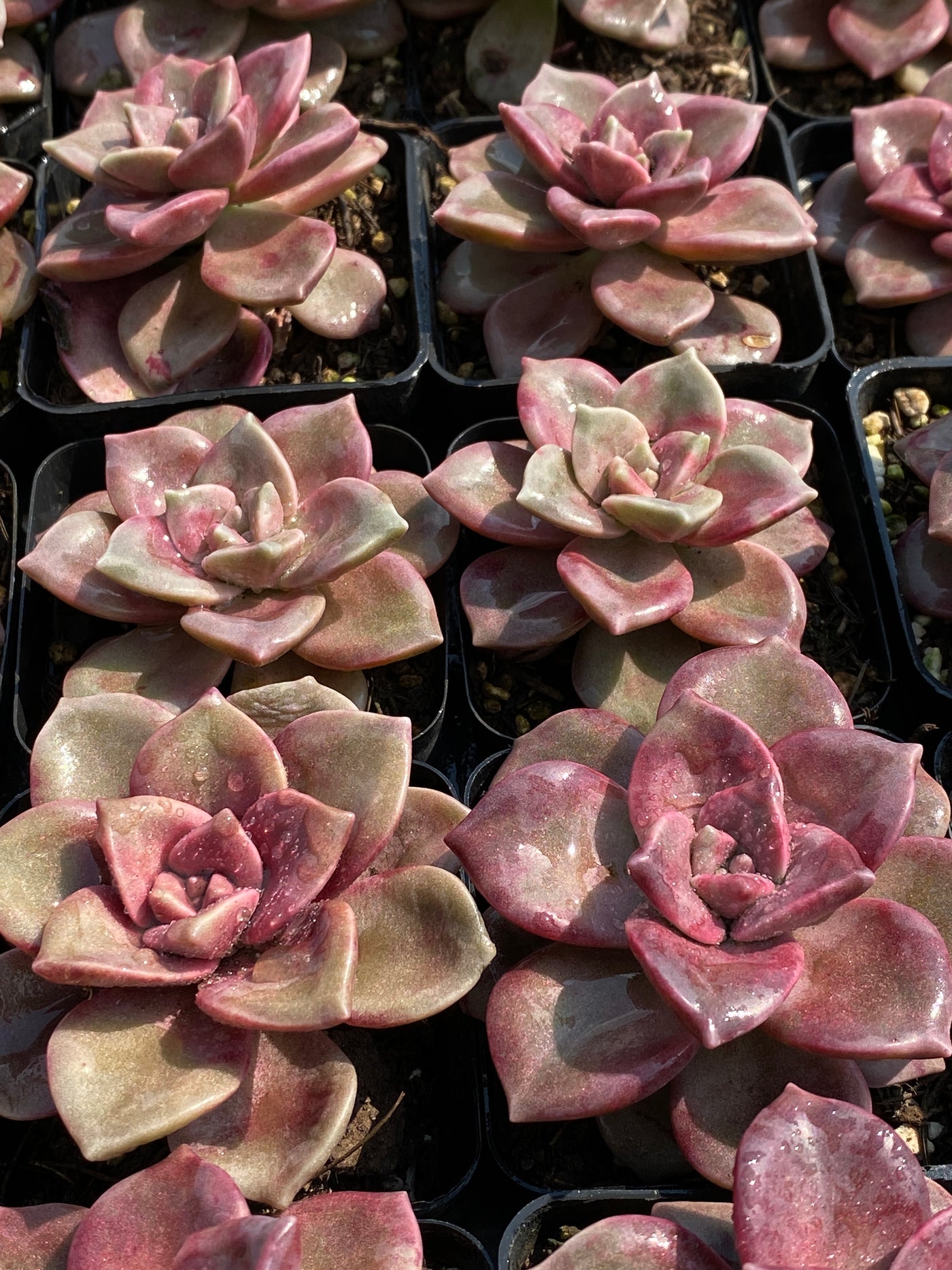 TH590     多肉植物     （30株）セット