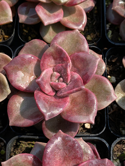TH590     多肉植物     （30株）セット