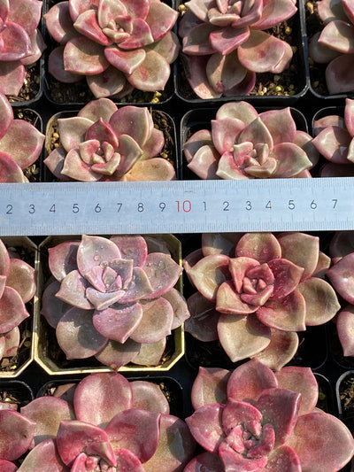 TH590     多肉植物     （30株）セット