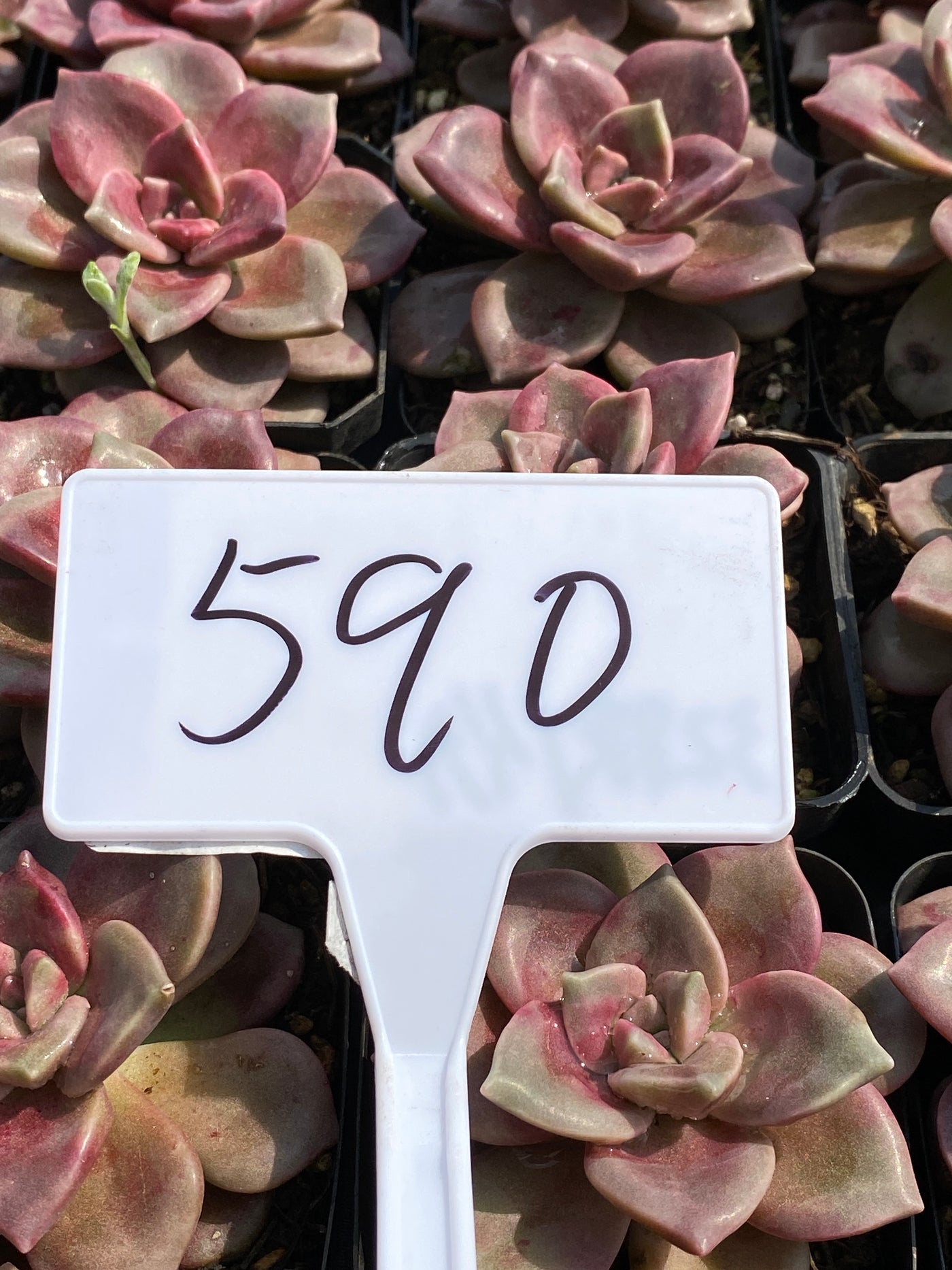 TH590     多肉植物     （30株）セット