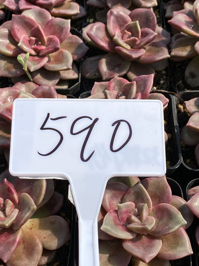 TH590     多肉植物     （30株）セット