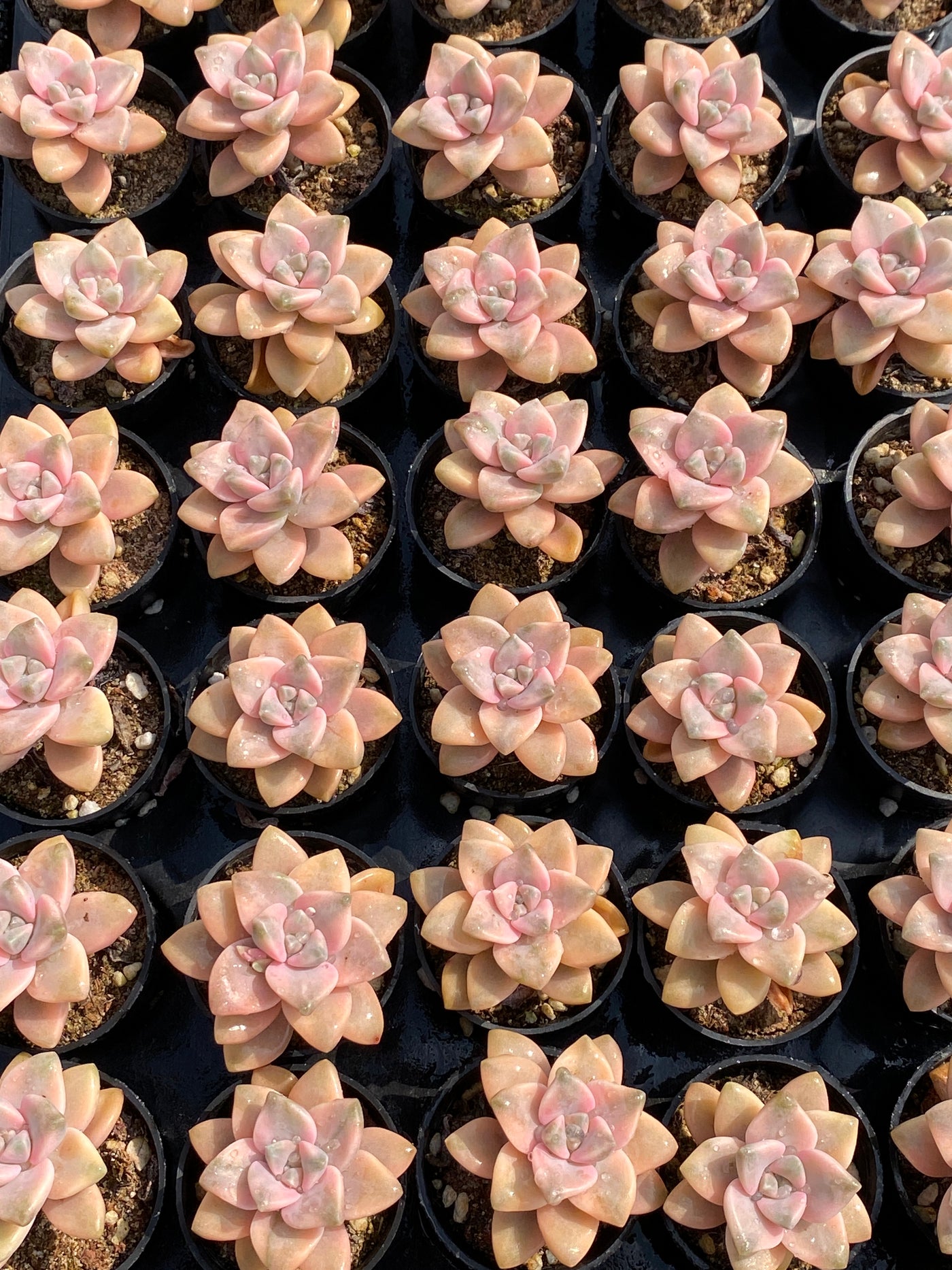 TH591     多肉植物     （50株）セット