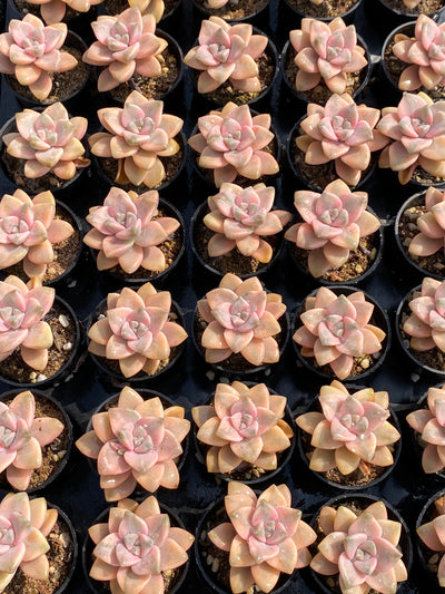 TH591     多肉植物     （50株）セット