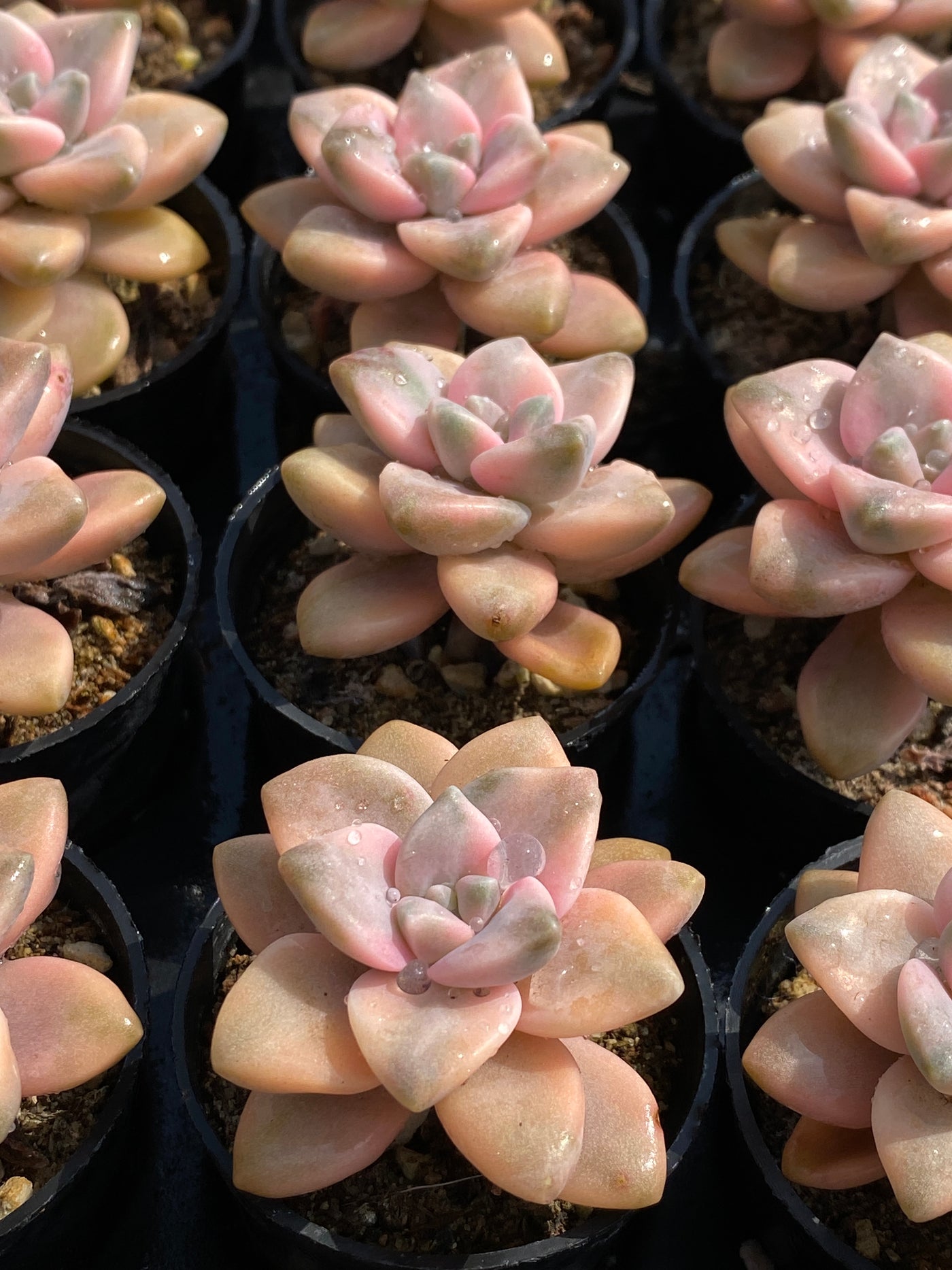 TH591     多肉植物     （50株）セット