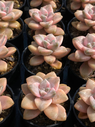 TH591     多肉植物     （50株）セット