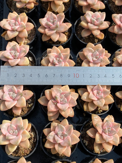 TH591     多肉植物     （50株）セット