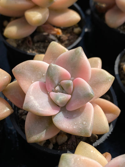 TH591     多肉植物     （50株）セット