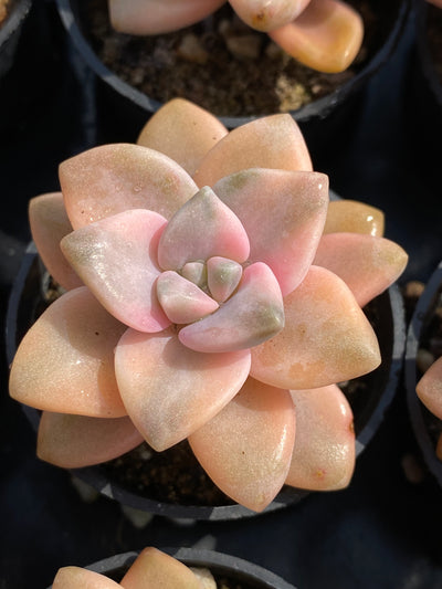 TH591     多肉植物     （50株）セット