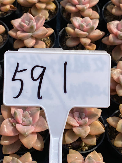 TH591     多肉植物     （50株）セット