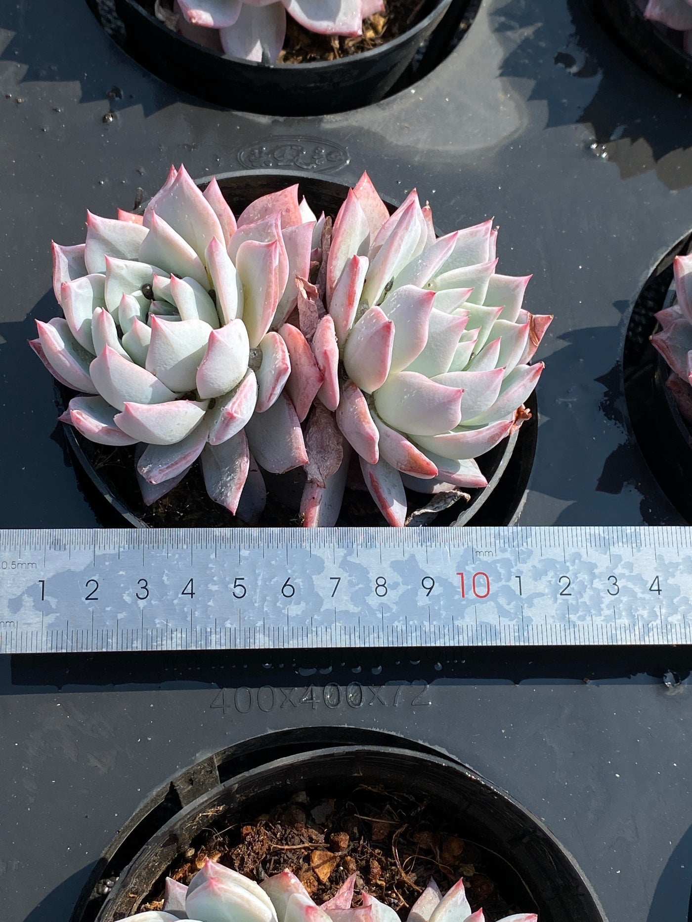 TH592     多肉植物     （30株）セット