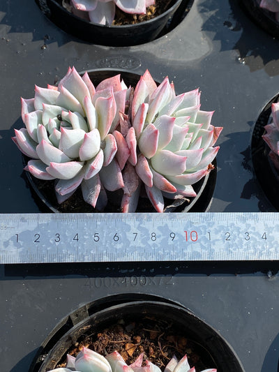 TH592     多肉植物     （30株）セット