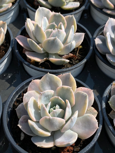 TH593     多肉植物     （42株）セット
