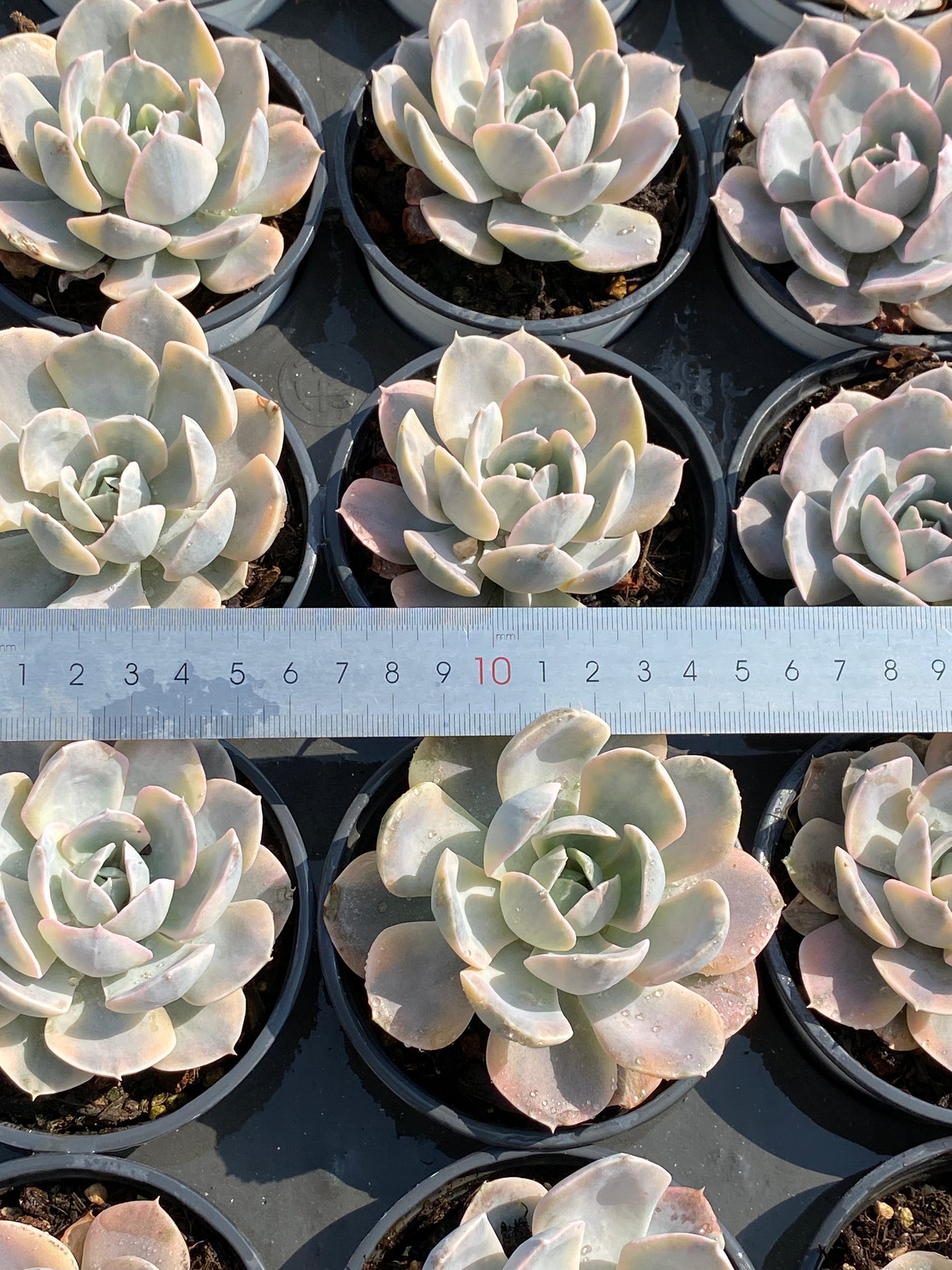 TH593     多肉植物     （42株）セット