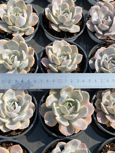 TH593     多肉植物     （42株）セット
