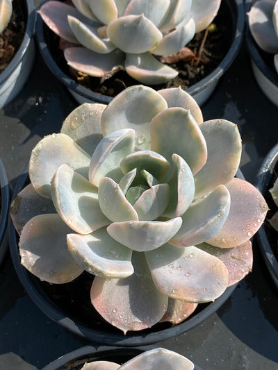 TH593     多肉植物     （42株）セット