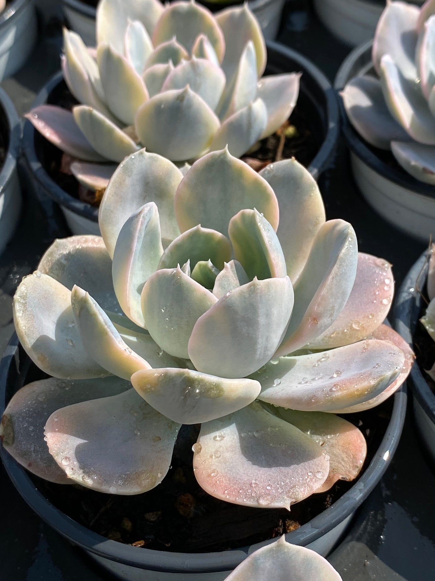 TH593     多肉植物     （42株）セット