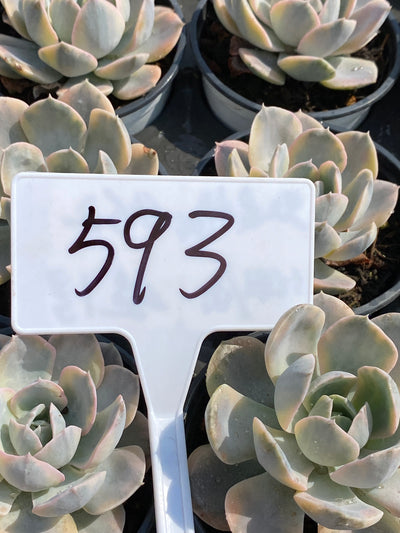 TH593     多肉植物     （42株）セット