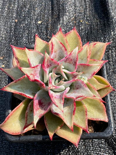 TH595     多肉植物     （15株）セット