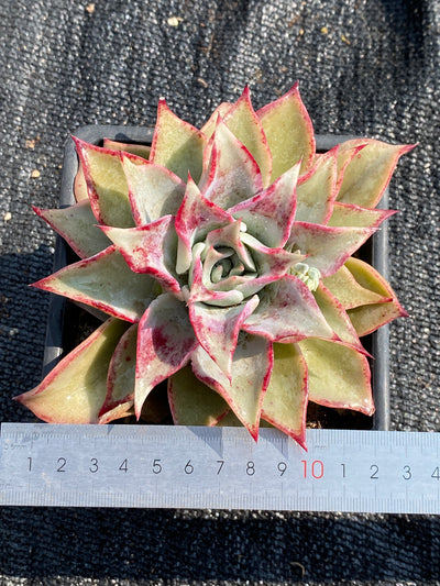 TH595     多肉植物     （15株）セット